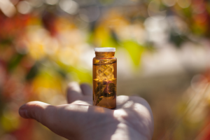 הסוד של פרחי באך - טיפול טבעי ברגישות יתר